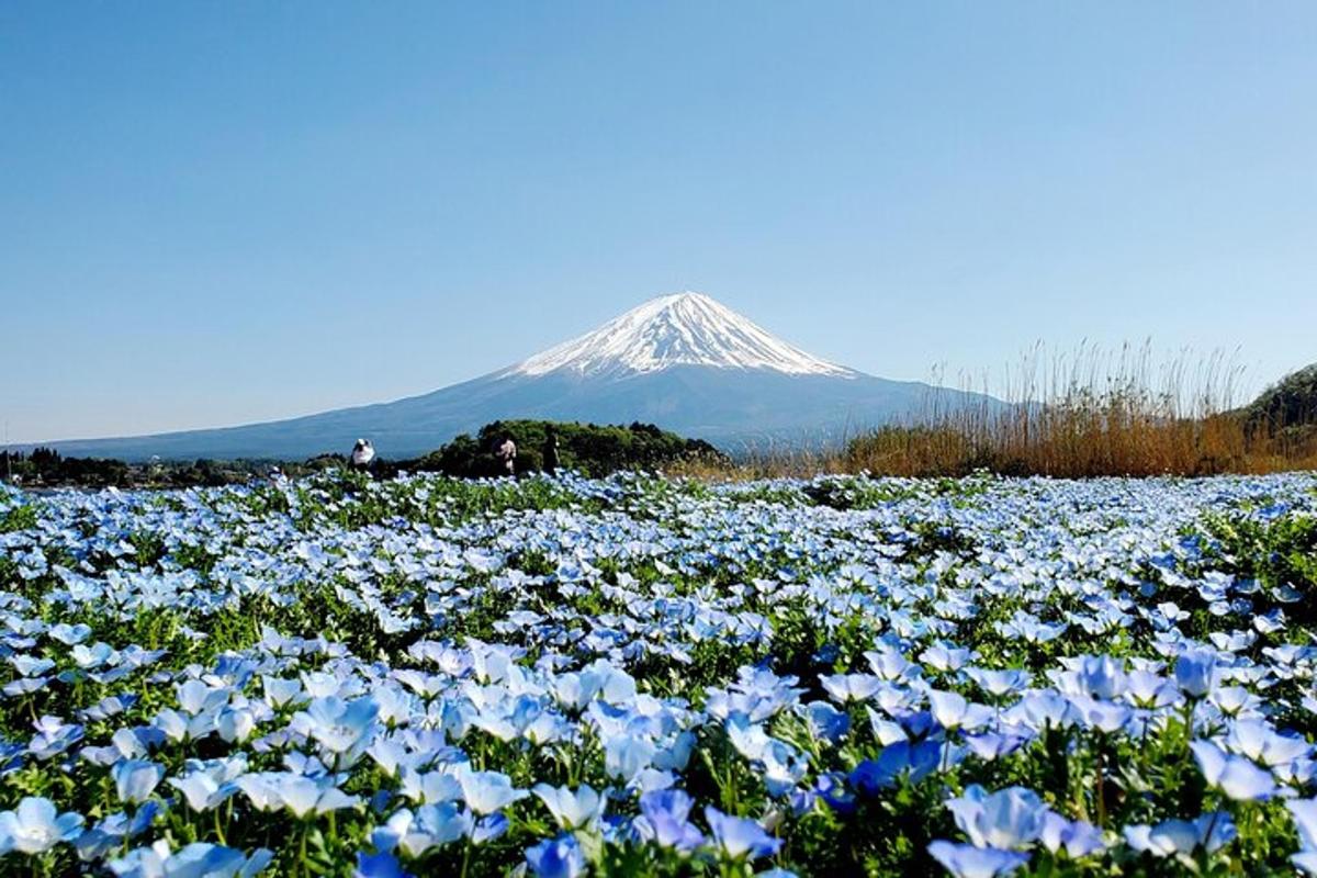 um campo de flores com uma montanha ao fundo