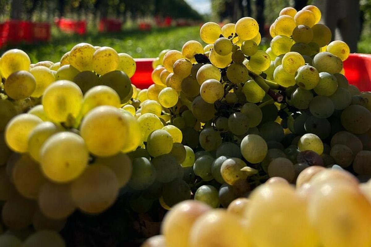 um cacho de uvas verdes sobre uma mesa