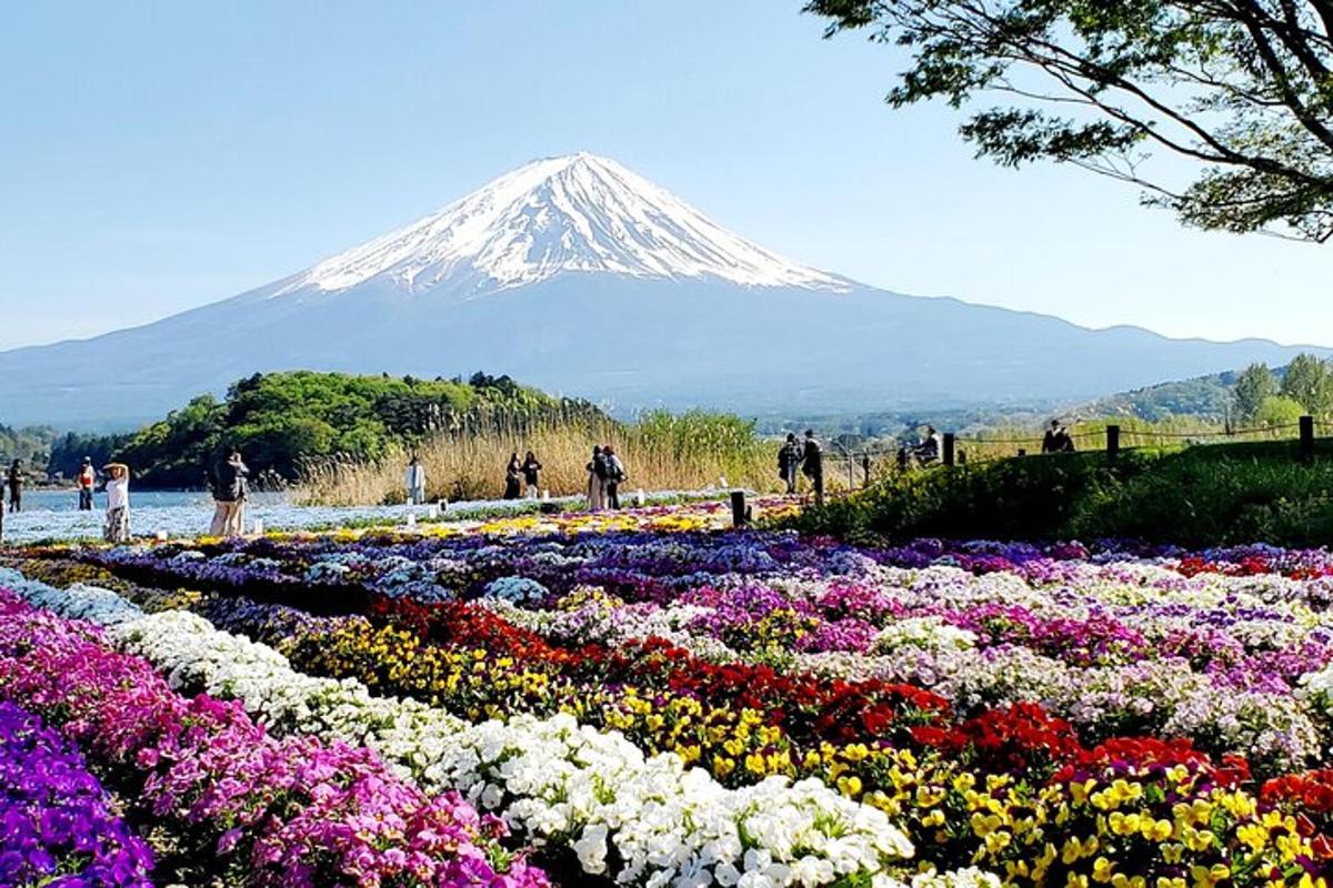 uma montanha ao fundo com um campo de flores