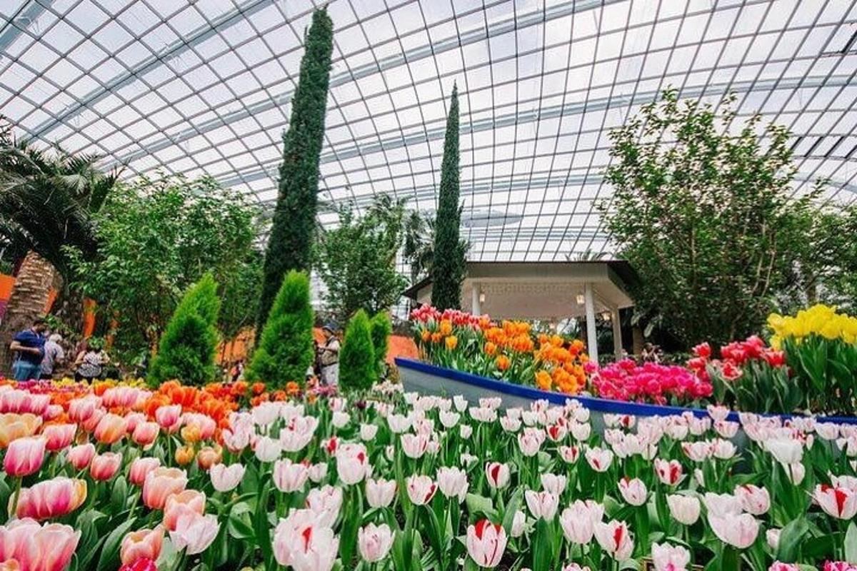 a garden of flowers with tulips in a greenhouse