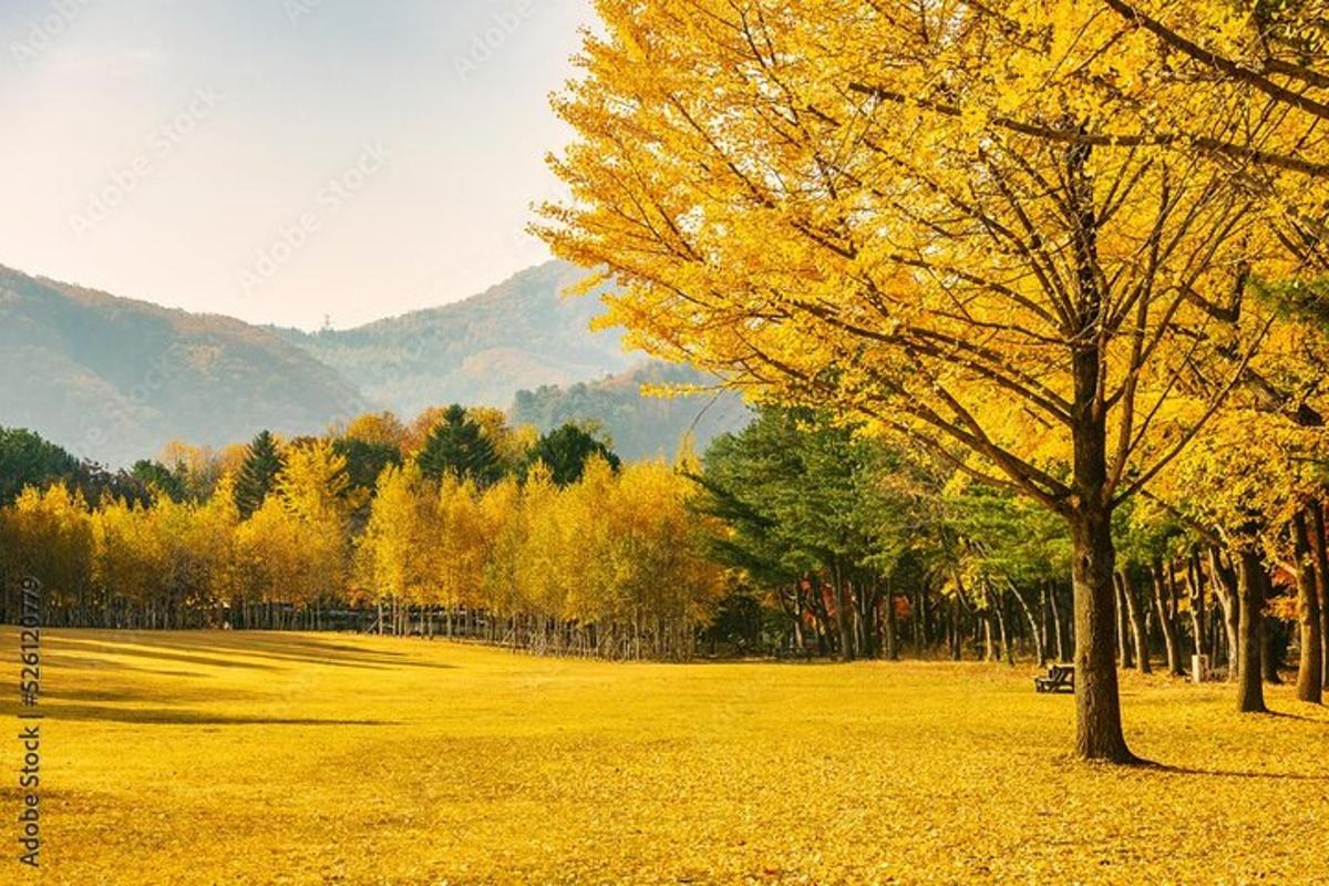 a yellow tree in a field with mountains in the background