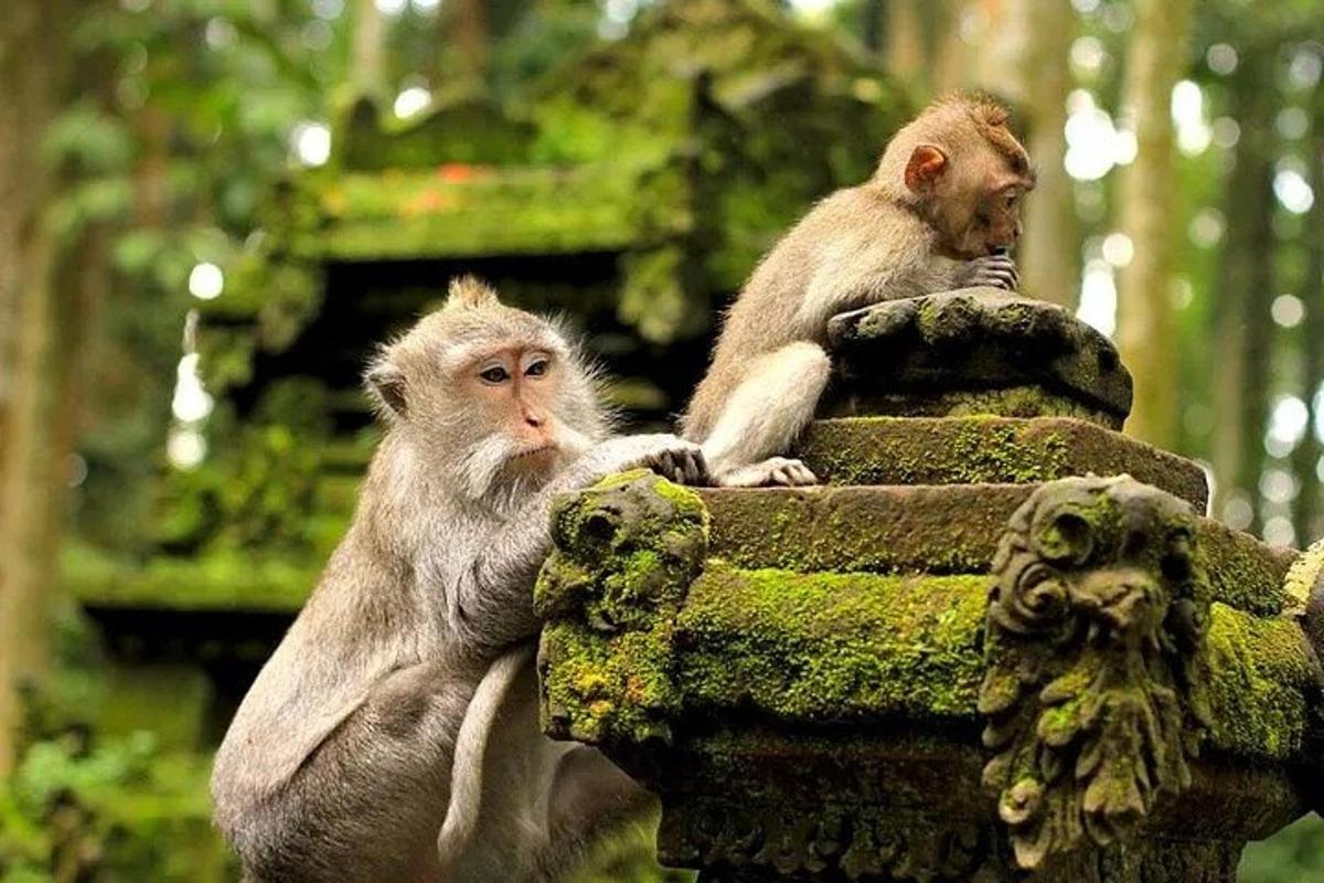 dua ekor monyet duduk di atas tiang batu