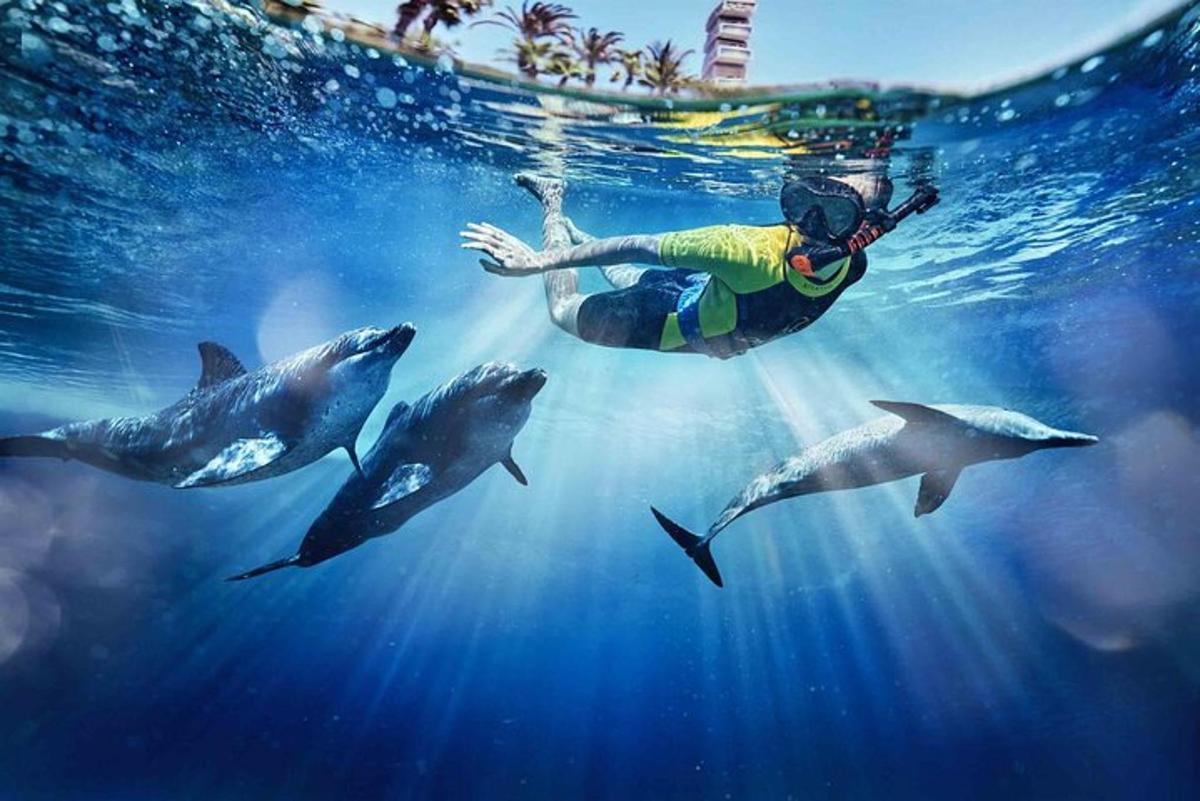 a person swimming in the water with dolphins