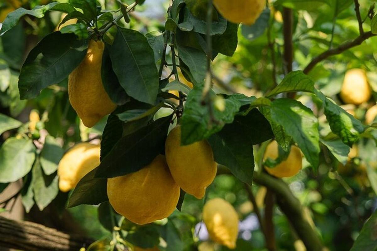 sekumpulan buah kuning tergantung pada pokok
