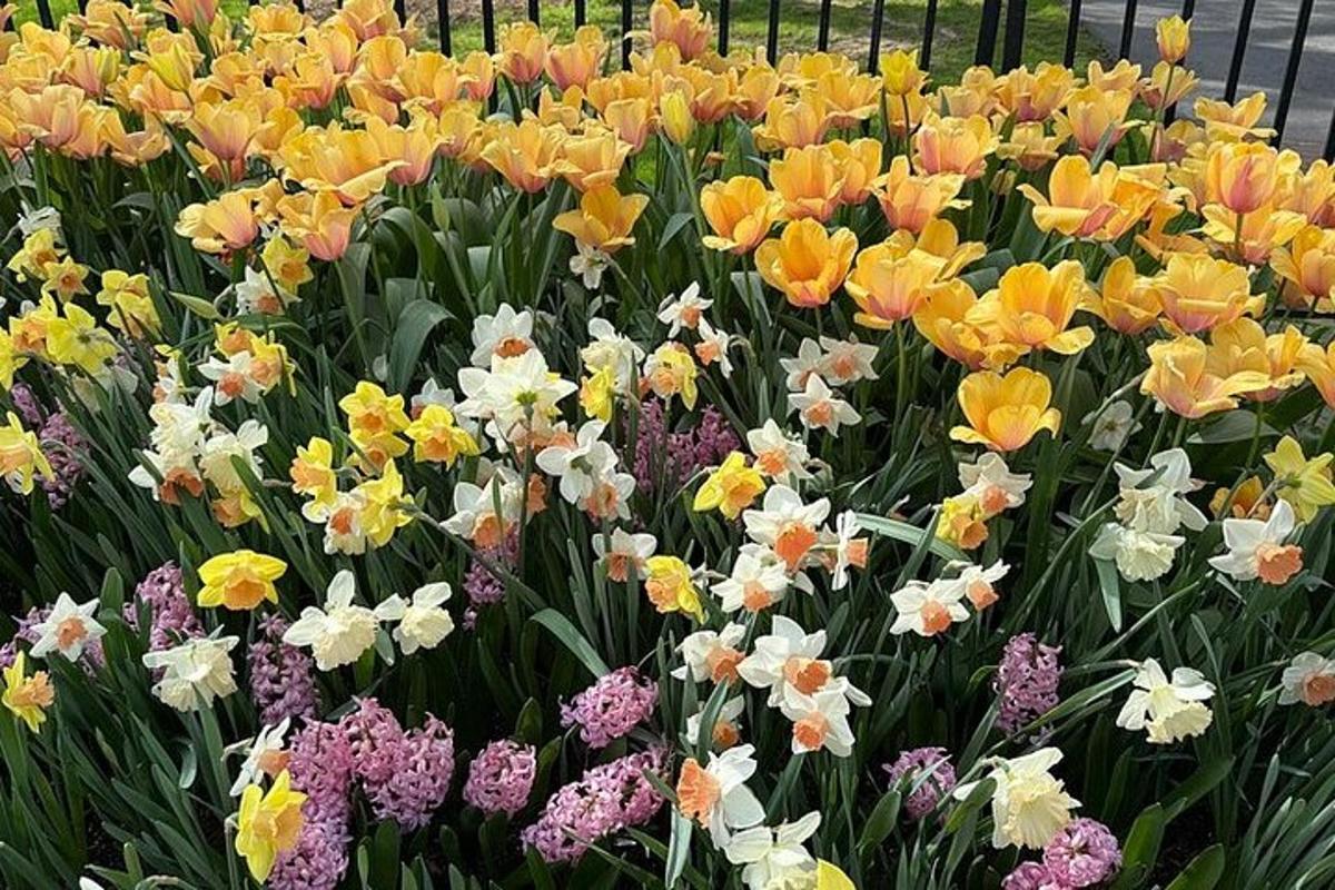 a bunch of colorful flowers in a garden
