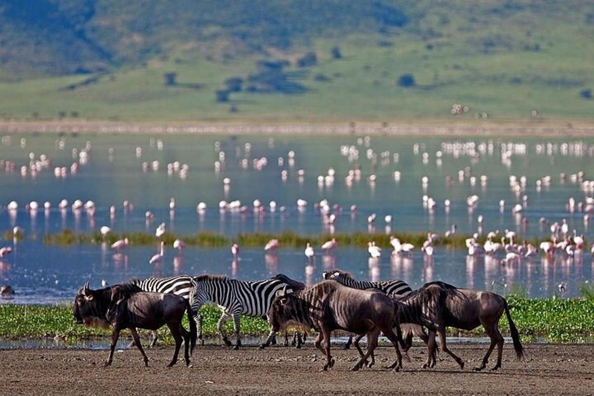 o turmă de zebre și flamingo care se plimbă lângă apă