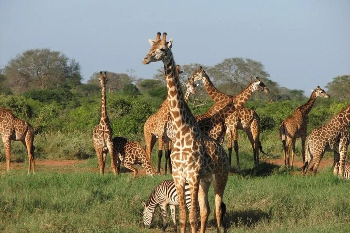 o turmă de girafe și o zebră pe un câmp