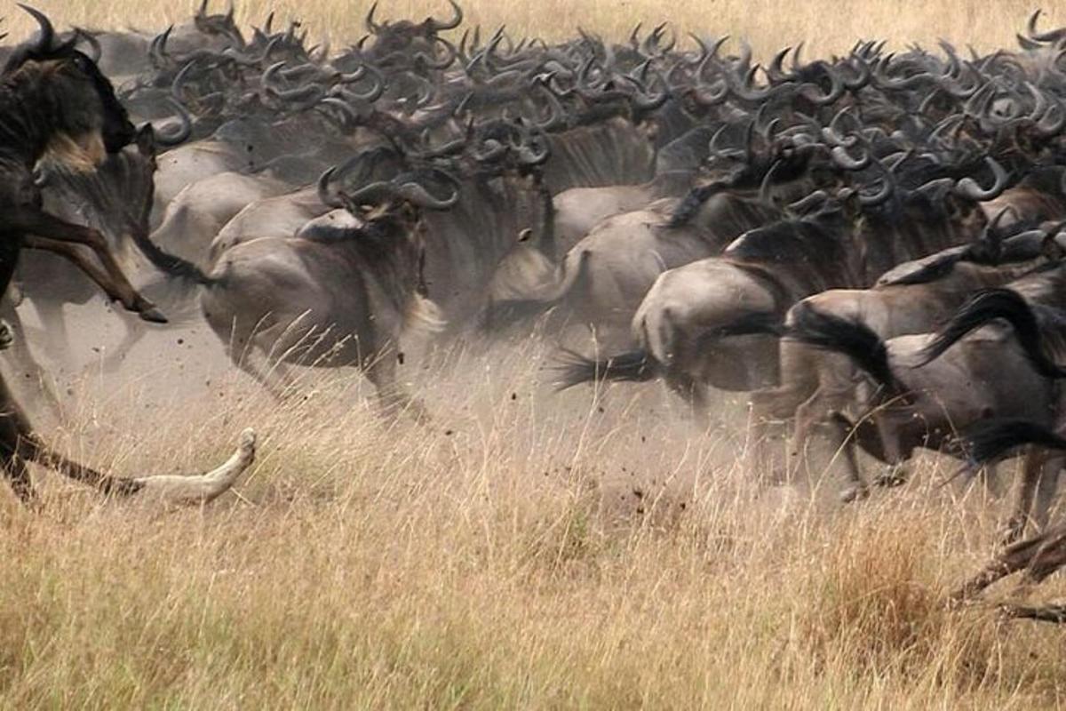 a herd of wild animals in a field