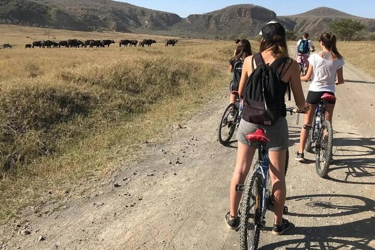 people riding bikes on a dirt road near a herd of cattle