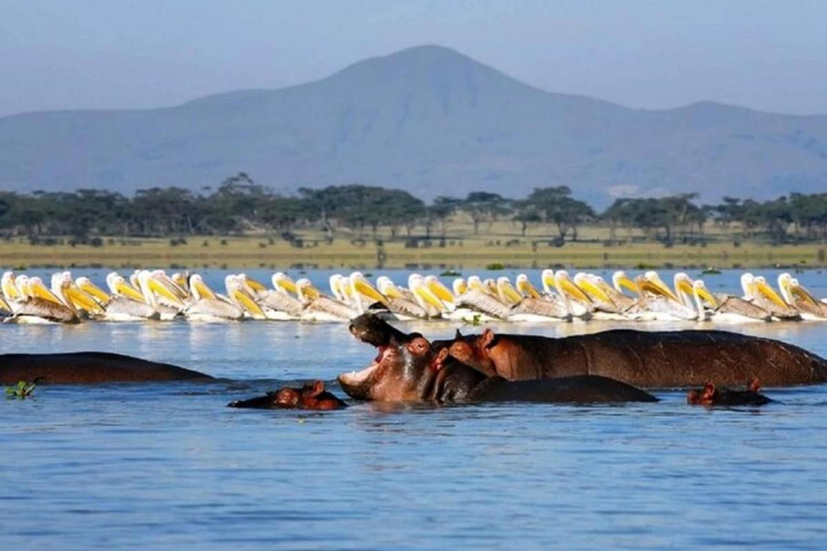 a herd of elephants in the water with birds