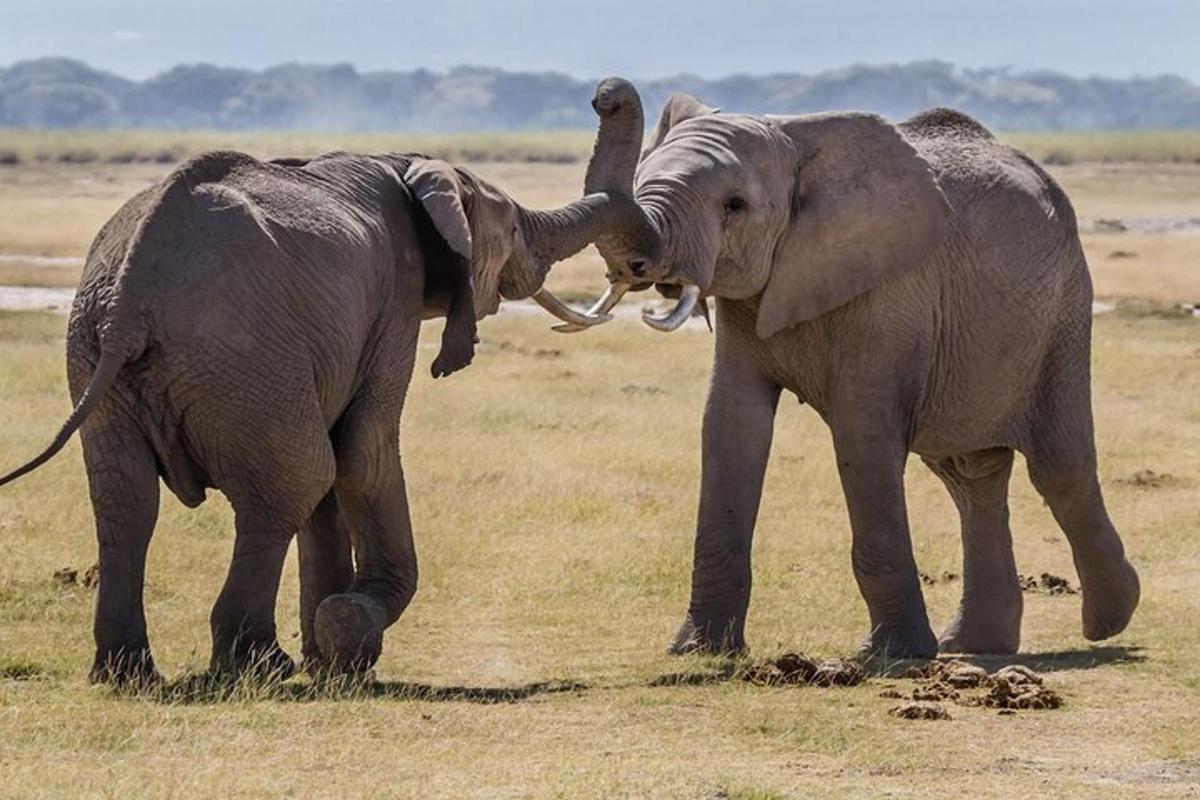 due elefanti che giocano tra loro in un campo