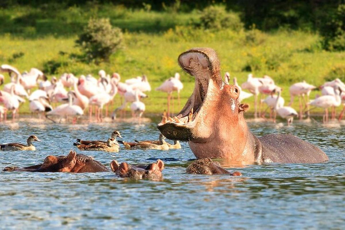 un elefante in piedi nell'acqua con un gruppo di uccelli