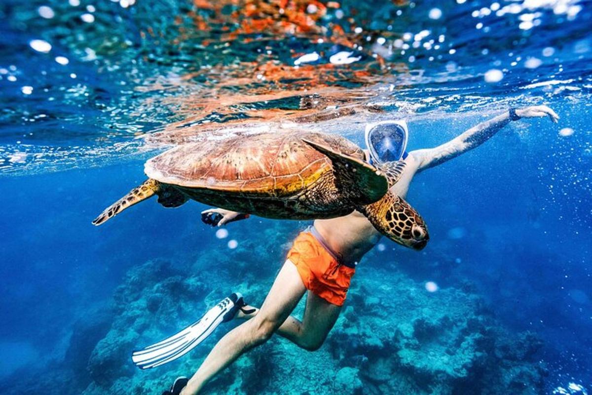 a person swimming with a turtle in the water