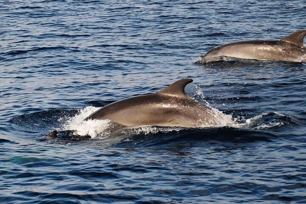 een groep van drie dolfijnen die in het water zwemmen