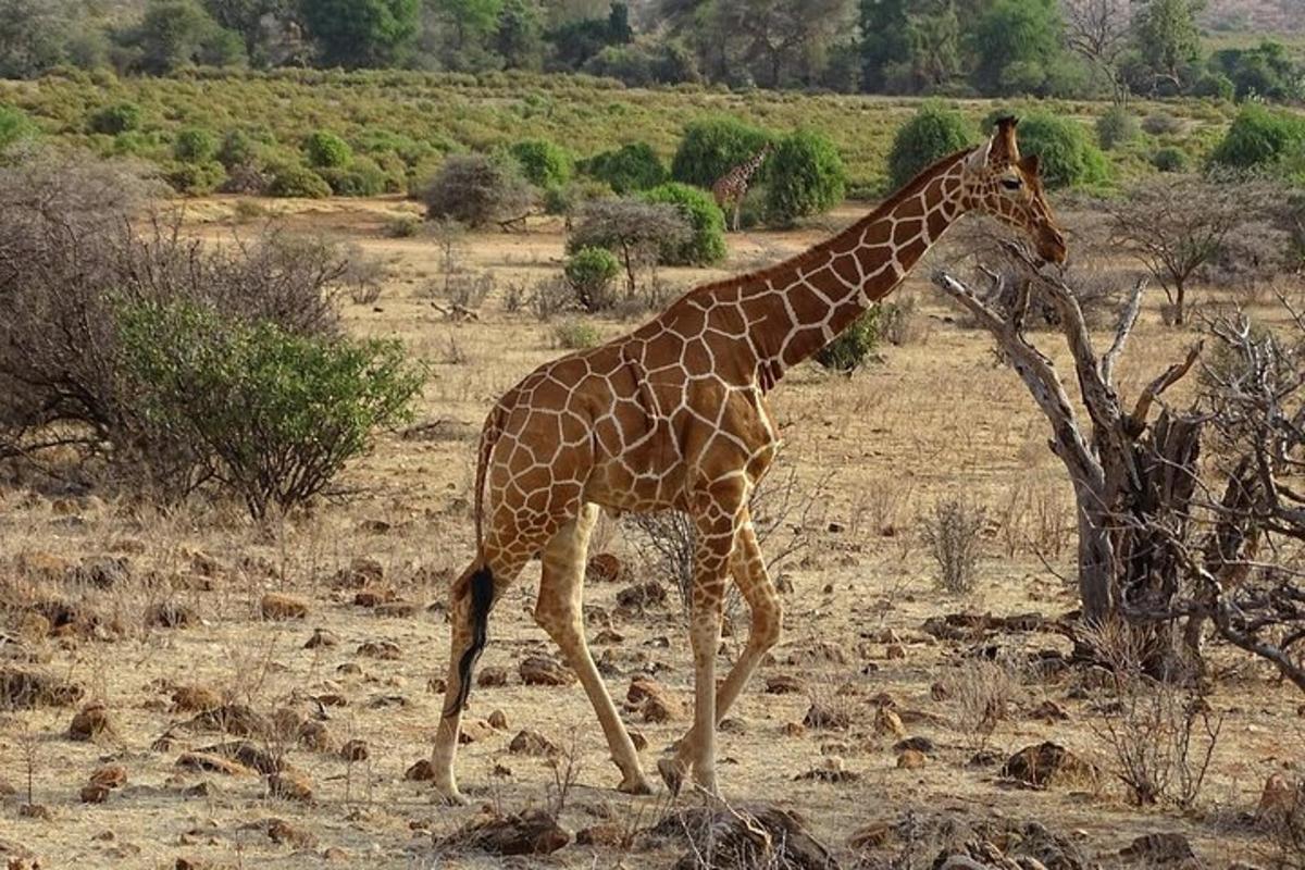 o girafă mergând pe un câmp cu iarbă