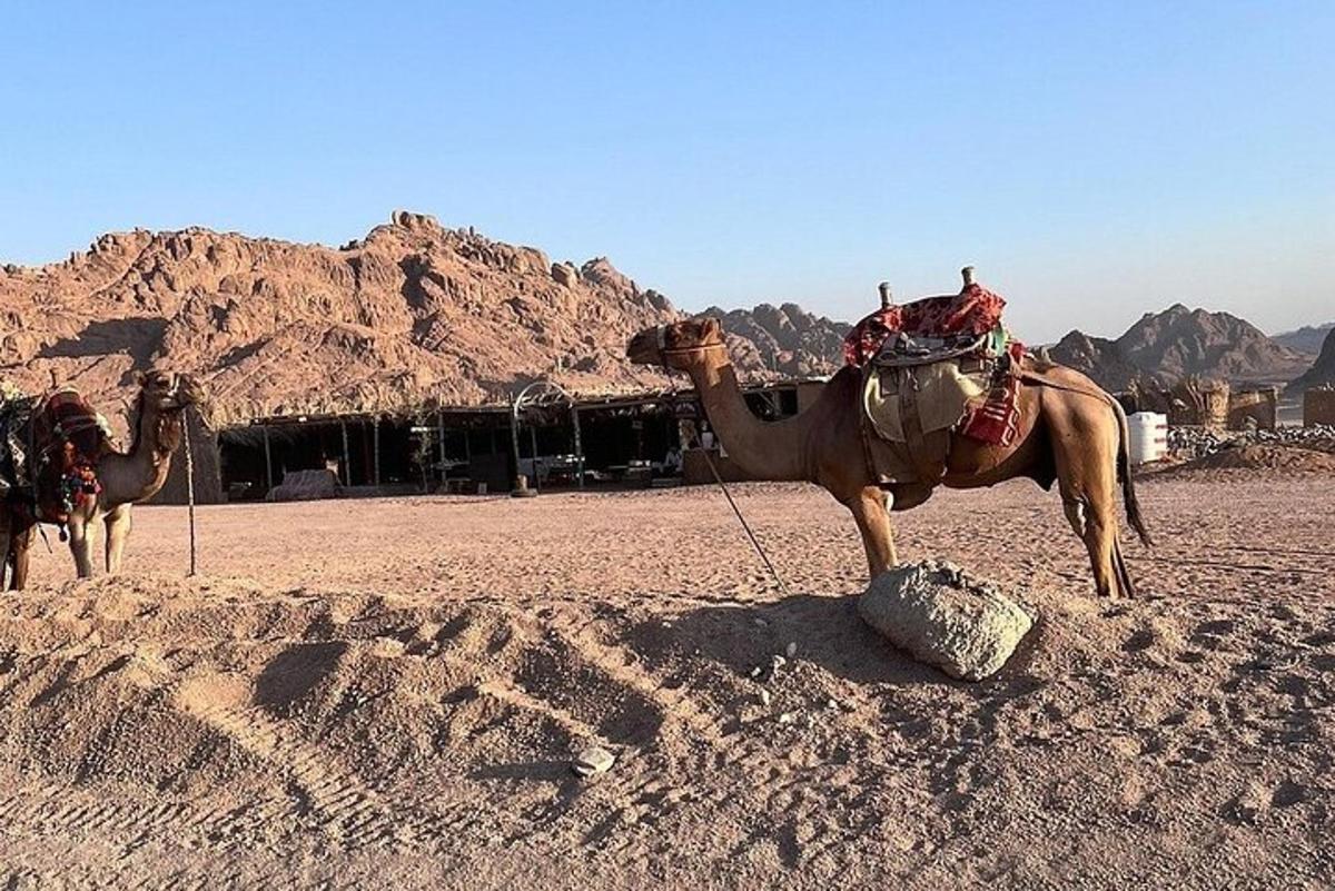 Una estatua de camello en medio del desierto