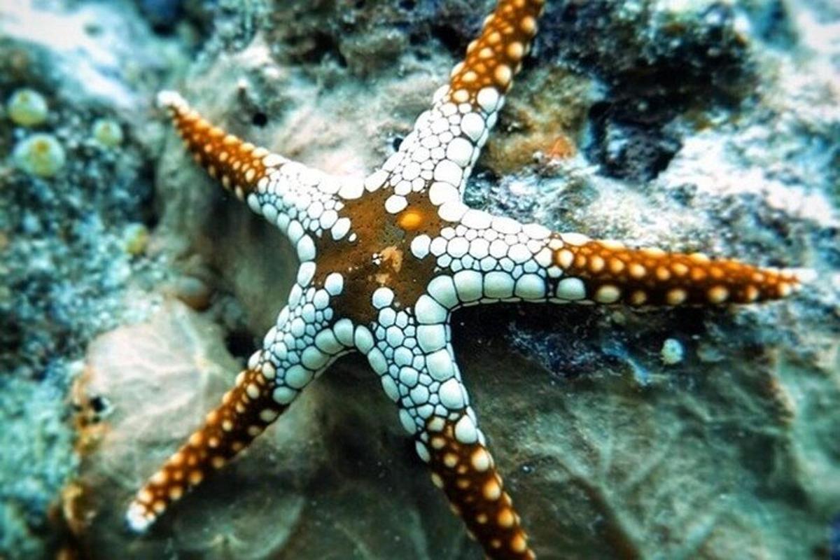 una stella marina marrone e bianca seduta sulle rocce