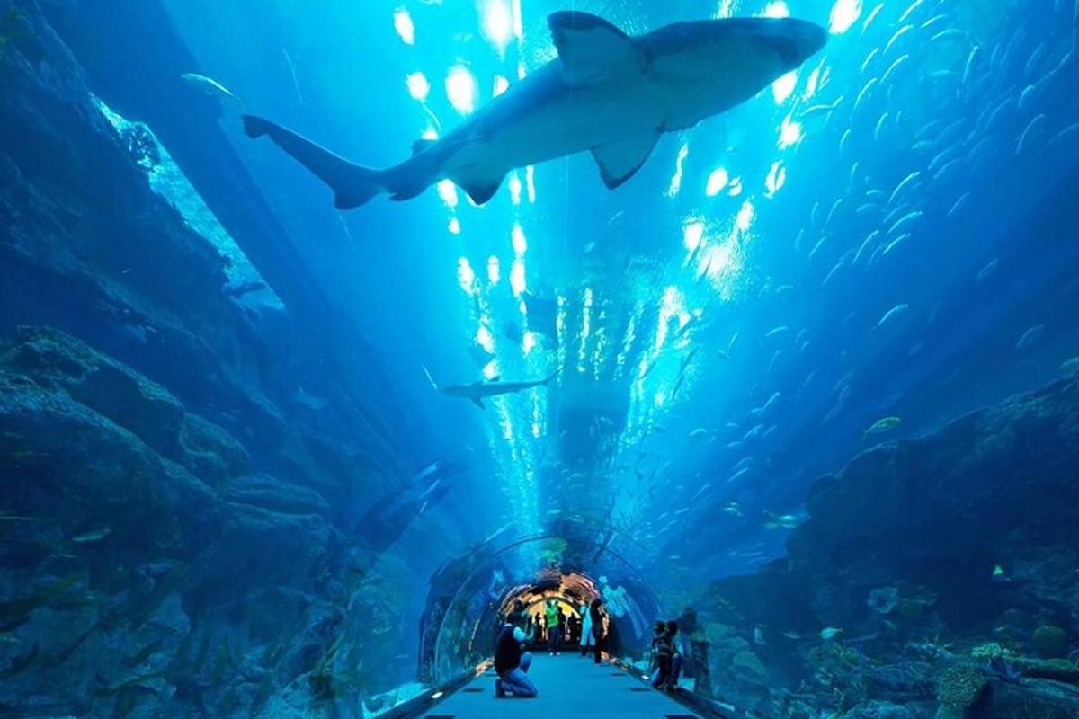 a group of people in an aquarium with sharks