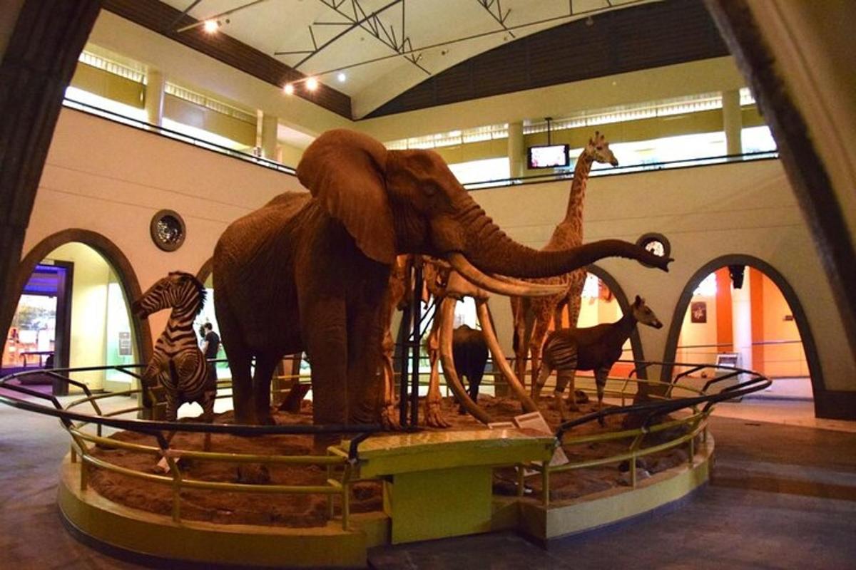 seekor gajah dan haiwan lain yang dipamerkan di muzium