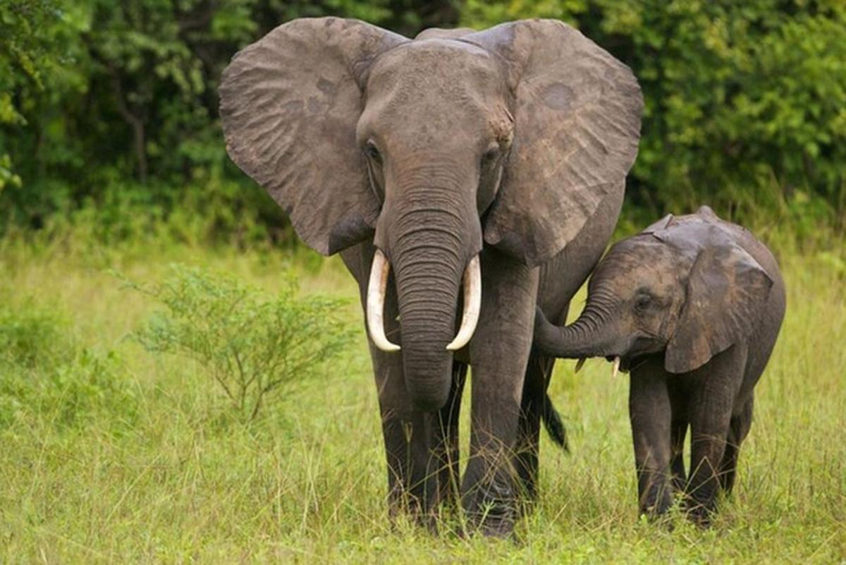 gajah dewasa dan anak gajah berdiri di padang