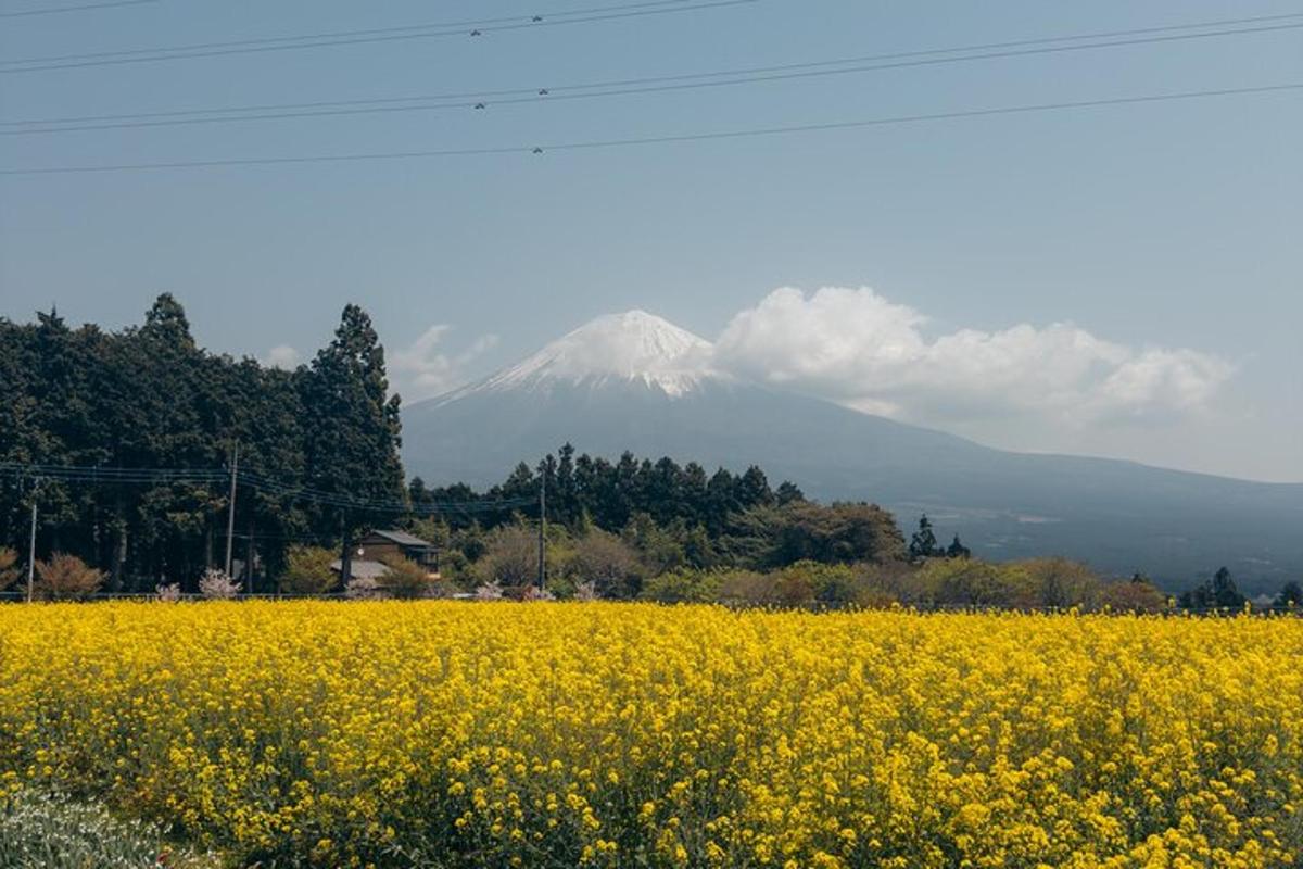 un campo di fiori gialli con una montagna sullo sfondo