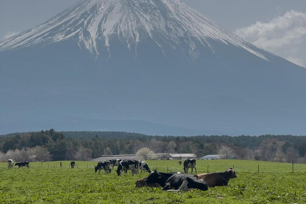 sekumpulan lembu meragut di padang dengan latar belakang gunung