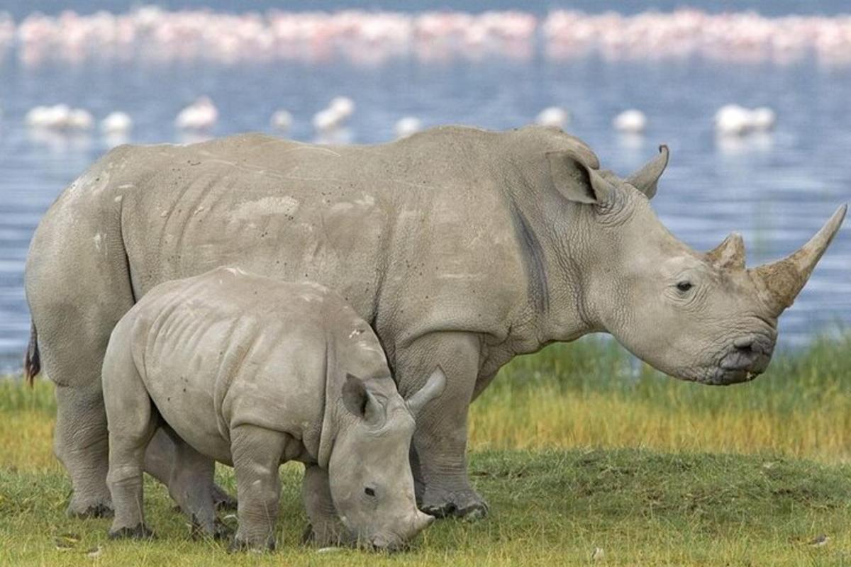 um grande rinoceronte e um bebê rinoceronte em um campo