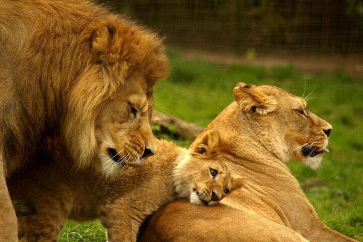 Un león y un cachorro de león tumbados en el suelo