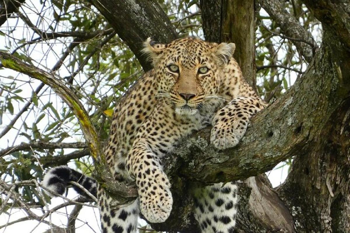 un lleopard està assegut en un arbre