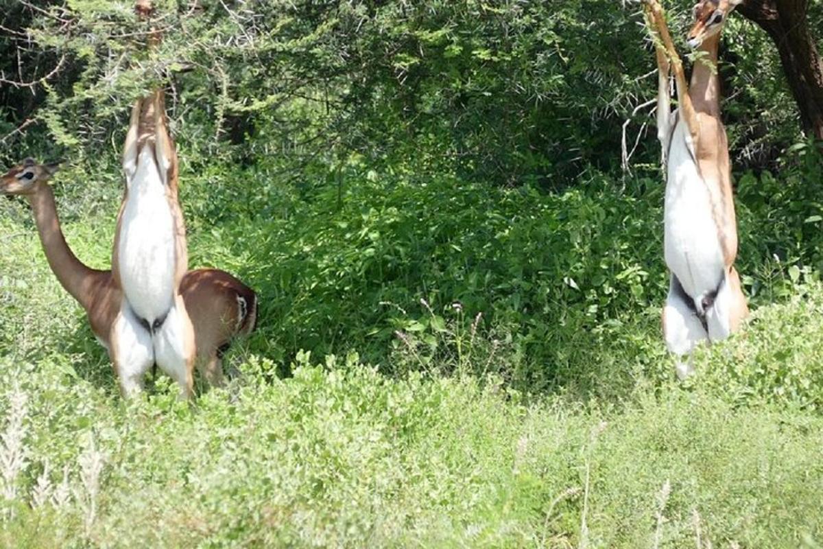 two birds standing in a field of grass