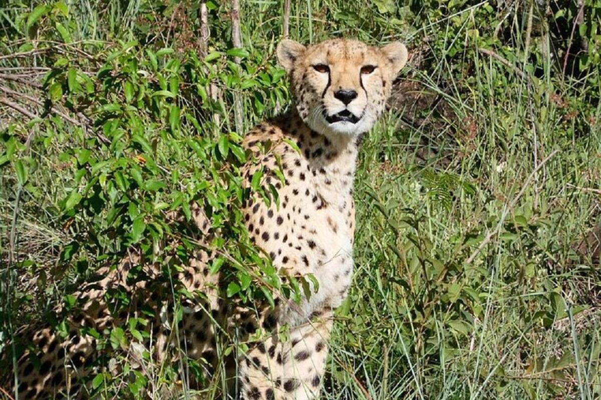un guepard està dret a l'herba alta
