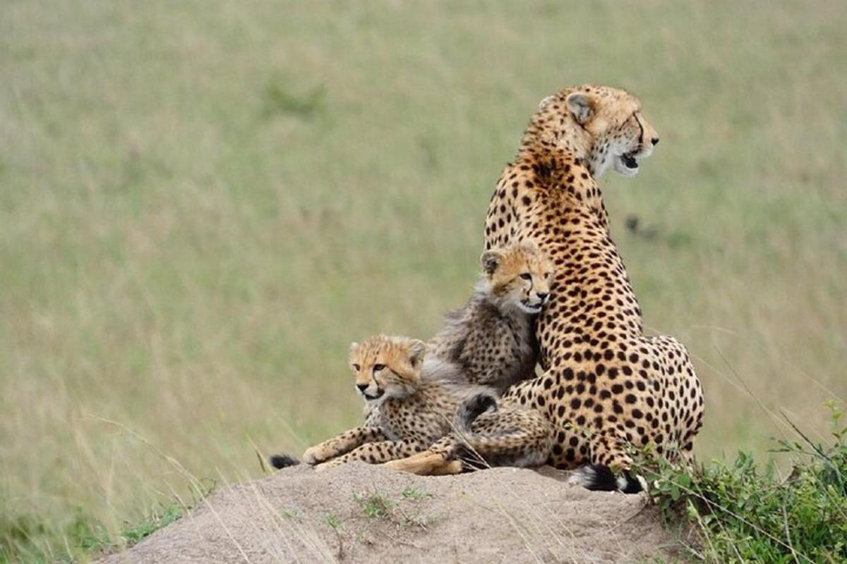 un guepard i els seus dos cadells asseguts en una roca