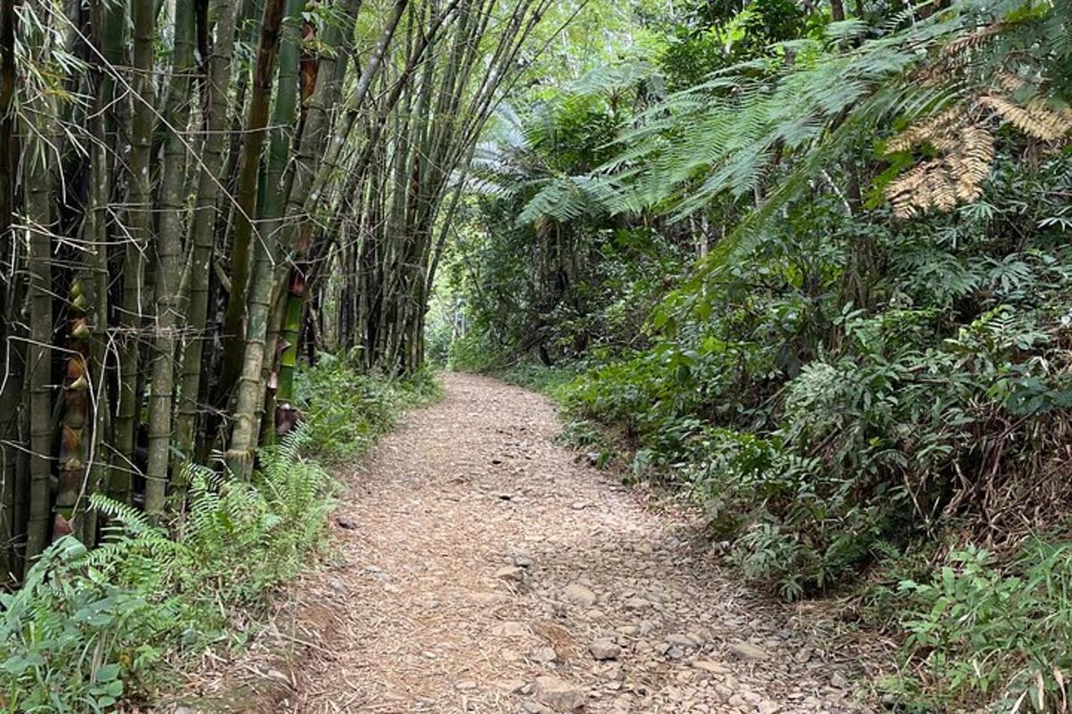 a dirt path through a bamboo forest