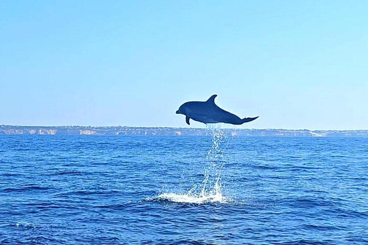 delfín vyskakující z vody v oceánu