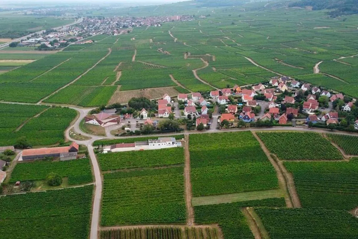 The Organic Treasures of Alsace An Invitation to Tasting – photo 4