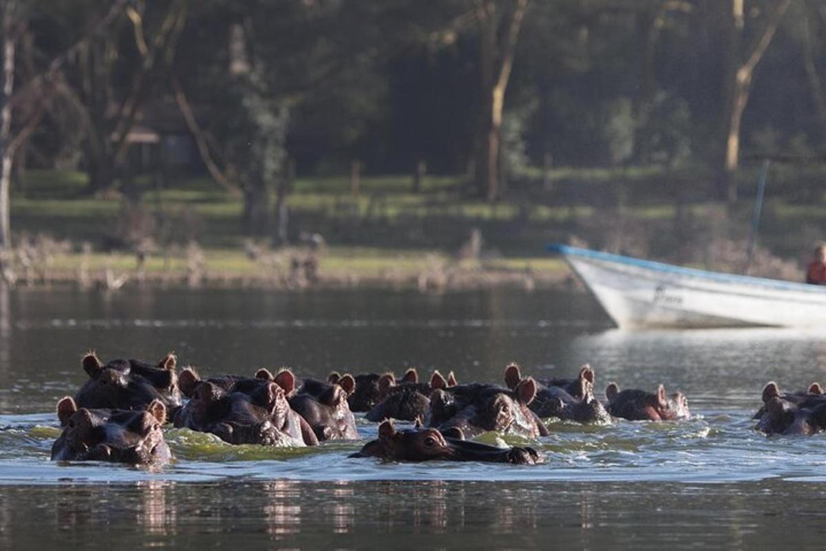 un gruppo di animali che nuotano nell'acqua