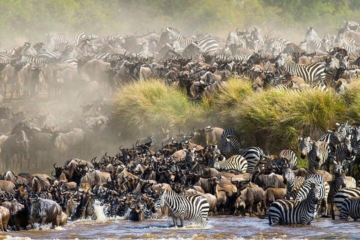 una mandria di zebre e altri animali nell'acqua