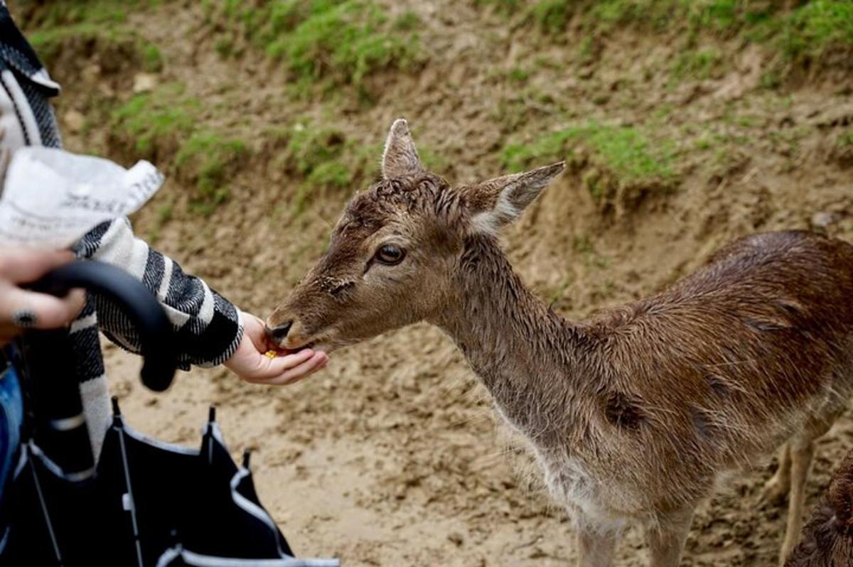 un bambino che nutre un cerbiatto dalla mano di una persona