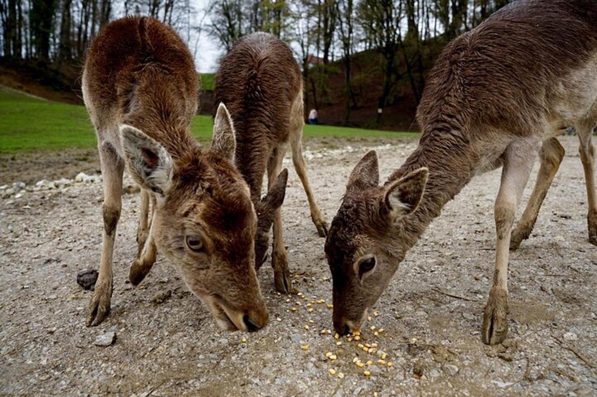 tre gazzelle che mangiano cibo in un campo