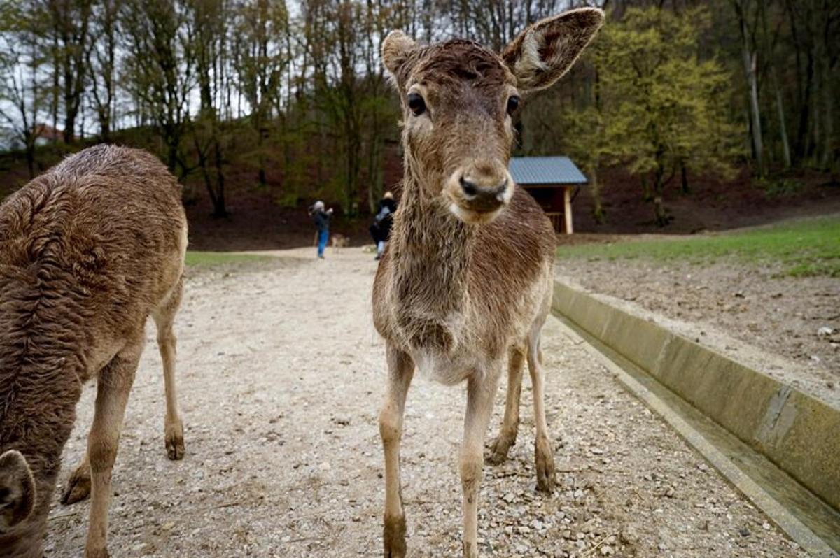 un cervo marrone in piedi in un campo sterrato