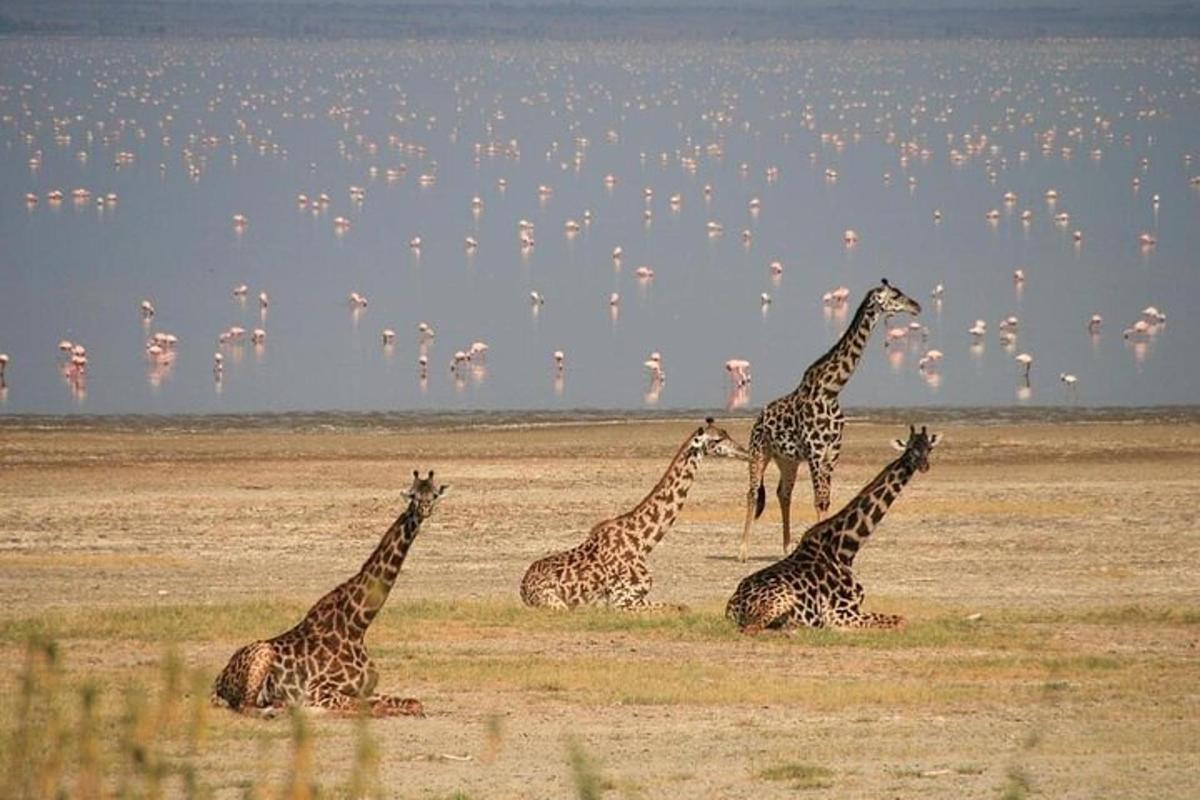 un grup de girafe într-un câmp cu un stol de păsări