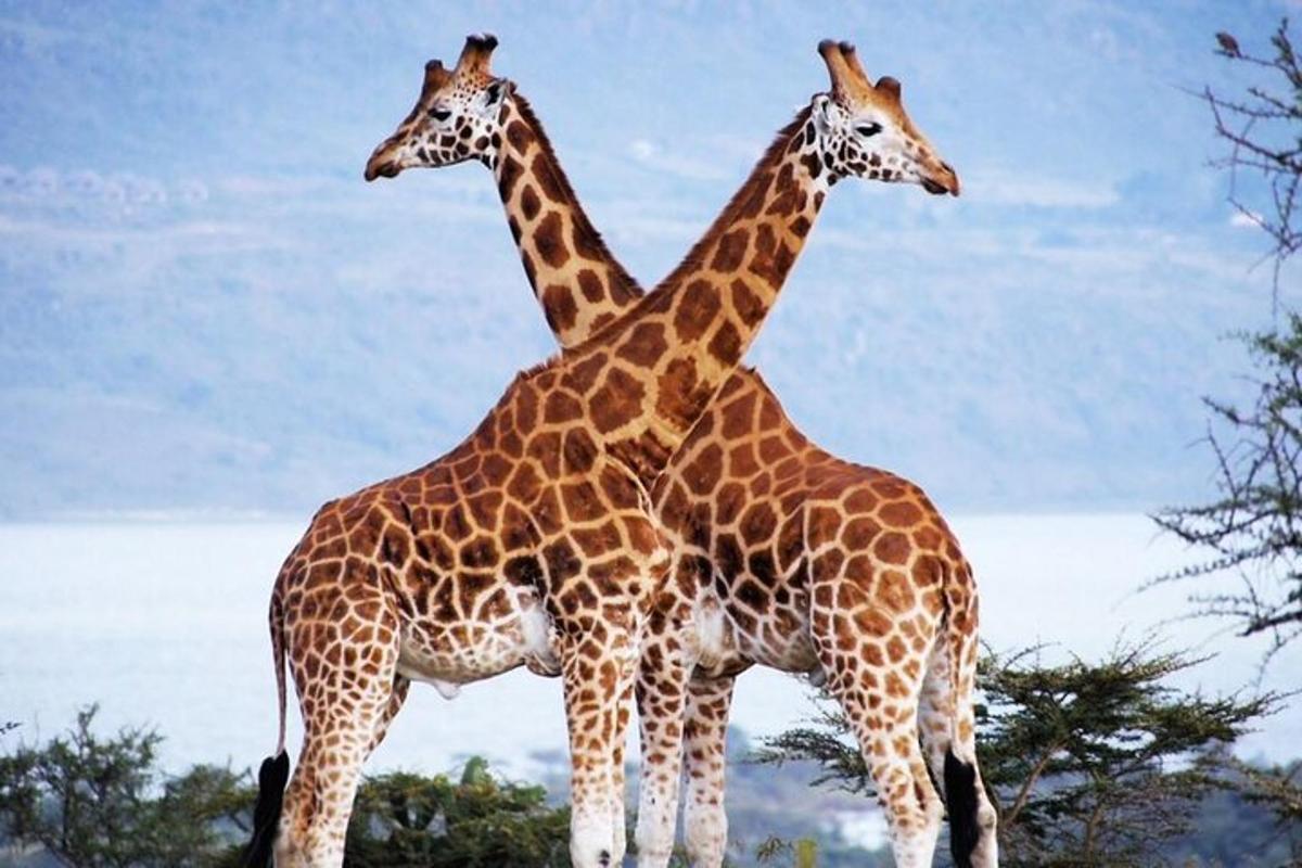due giraffe sono in piedi una accanto all'altra