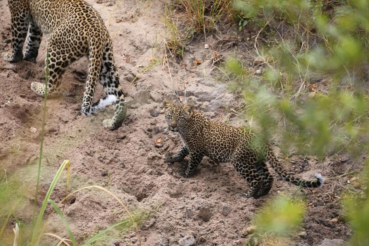 二匹のヒョウが土の上に立っている