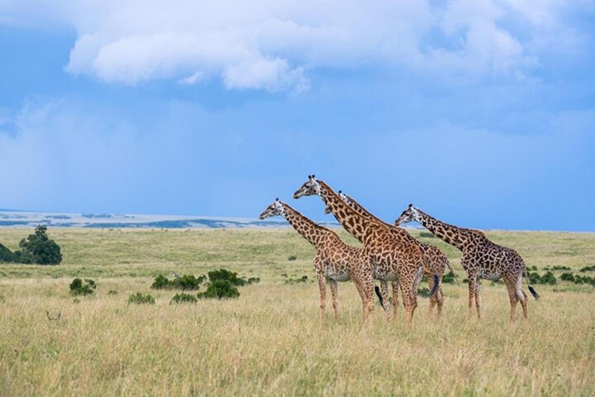 Un grupo de jirafas de pie en un campo