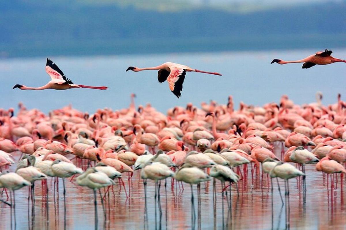 un estol de flamencs roses a l'aigua