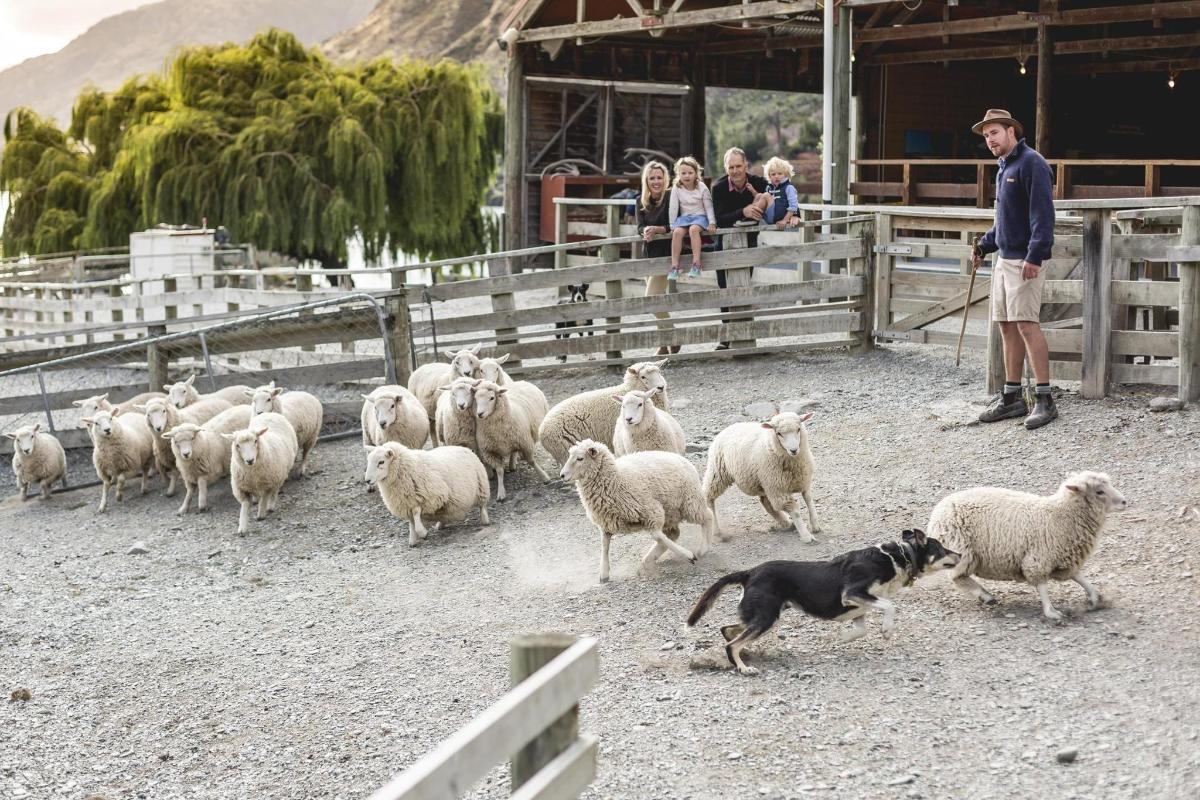 a dog herding a herd of sheep in a pen