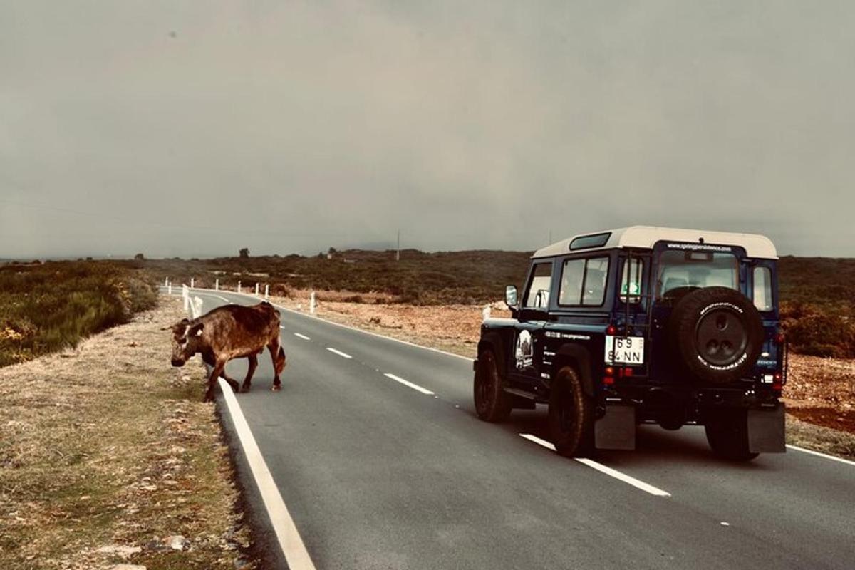 a cow standing on the side of a road next to a car