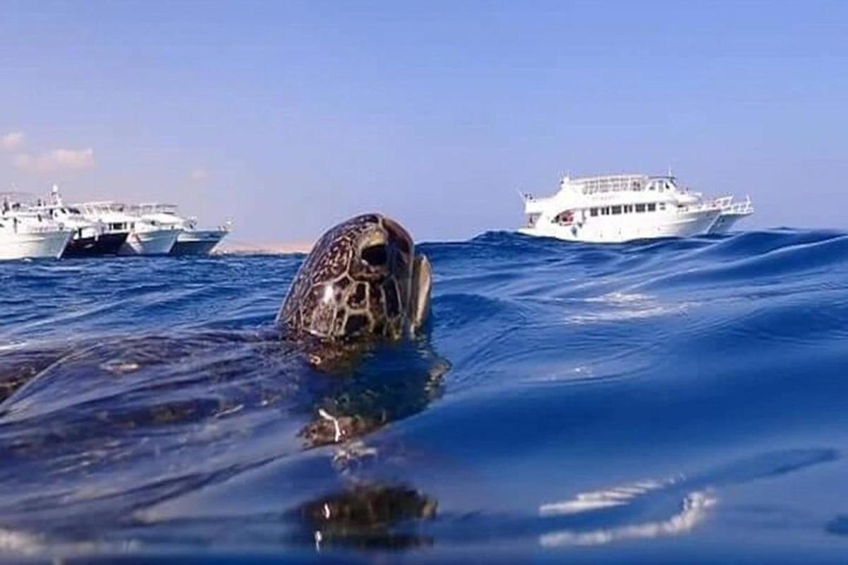 seekor penyu berenang di dalam air dengan dua bot