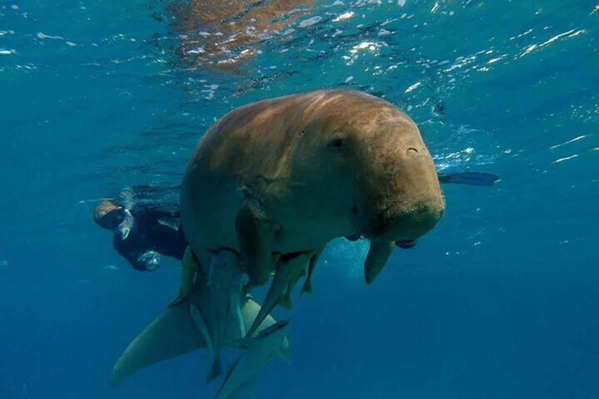 anjing laut berenang di dalam air dengan penyelam