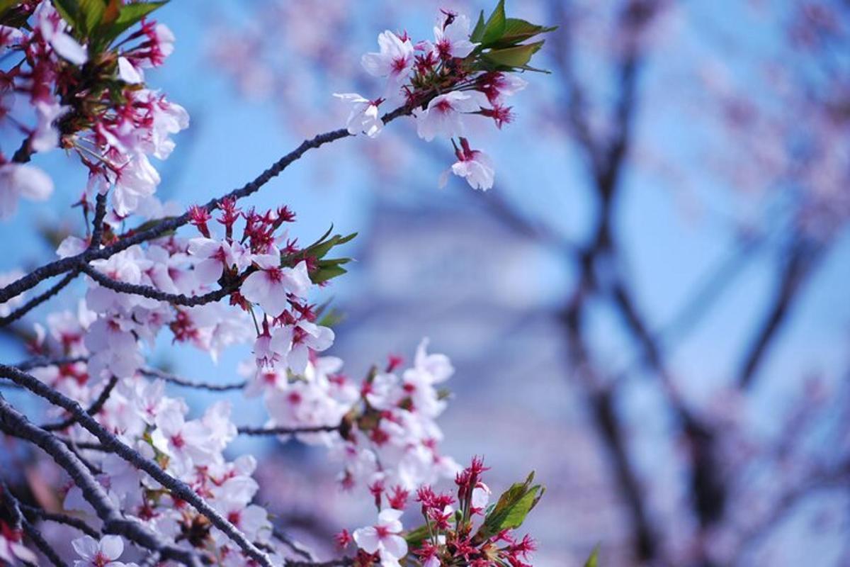 un ramo di un albero con fiori rosa